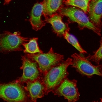 ZO1 Rabbit Monoclonal Antibody