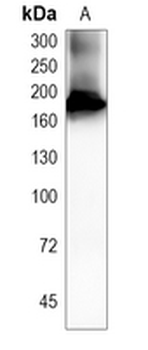 CD206 Rabbit Monoclonal Antibody