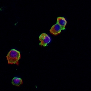 CD206 Rabbit Monoclonal Antibody