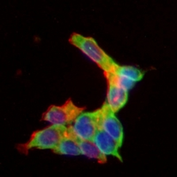 EIF4E (Phospho-S209) Rabbit Monoclonal Antibody