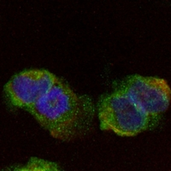 IFN gamma Rabbit Monoclonal Antibody