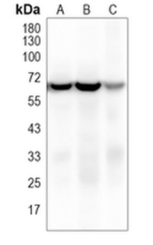NOX4 Rabbit Monoclonal Antibody
