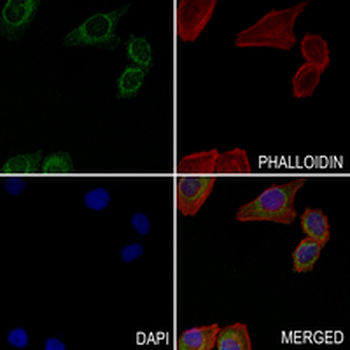 Fis1 Rabbit Monoclonal Antibody