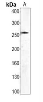 WNK1 Rabbit Monoclonal Antibody