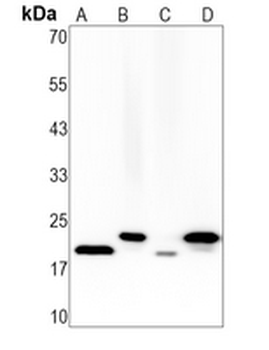 FNDC5 Rabbit Monoclonal Antibody