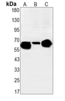 ENT2 Rabbit Monoclonal Antibody