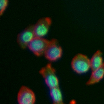 ENT2 Rabbit Monoclonal Antibody