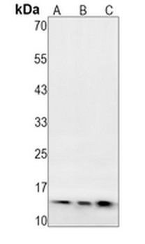 GEF2 Rabbit Monoclonal Antibody