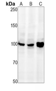 OPA1 Rabbit Monoclonal Antibody