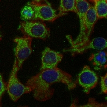 OPA1 Rabbit Monoclonal Antibody