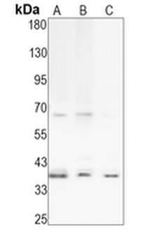 BNIP3L Rabbit Monoclonal Antibody