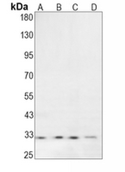 BNIP3 Rabbit Monoclonal Antibody