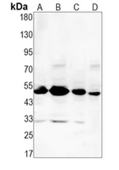 CDC37 Rabbit Monoclonal Antibody
