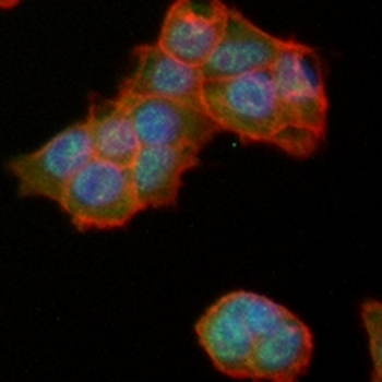ATF4 Rabbit Monoclonal Antibody