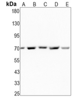 HSC70 Rabbit Monoclonal Antibody