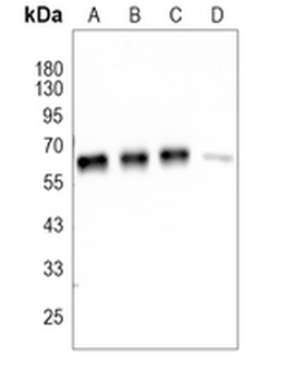 AMPK alpha 1 Rabbit Monoclonal Antibody