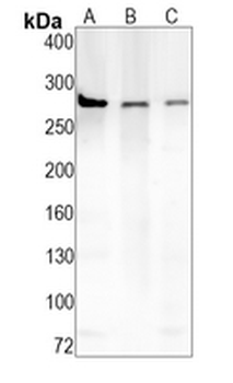 mTOR Rabbit Monoclonal Antibody