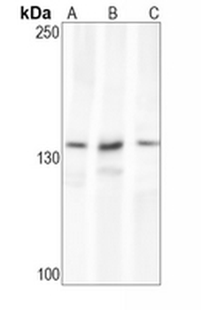 APAF-1 Rabbit Monoclonal Antibody