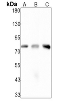 c-RAF Rabbit Monoclonal Antibody