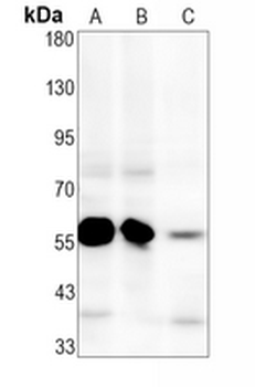 SMAD5 (Phospho-S463/S465) Rabbit Monoclonal Antibody