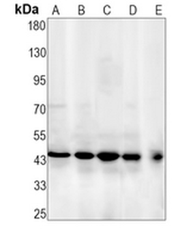 ERK1 Rabbit Monoclonal Antibody