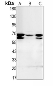 CDK16 Rabbit Monoclonal Antibody
