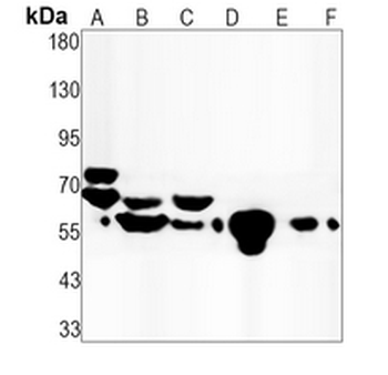 Lamin A/C Rabbit Monoclonal Antibody