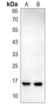 PBR Rabbit Monoclonal Antibody
