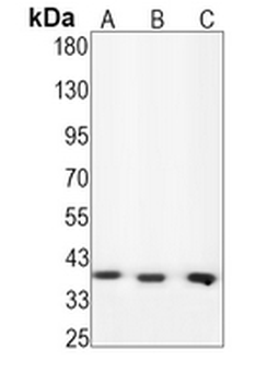 JUND (Phospho-S255) Rabbit Monoclonal Antibody