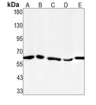 AMPK alpha 1 (Phospho-S496) Rabbit Monoclonal Antibody