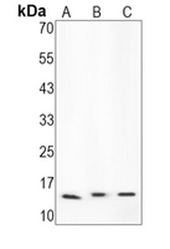 FN14 Rabbit Monoclonal Antibody