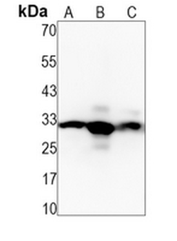 Caspase 3 Rabbit Monoclonal Antibody