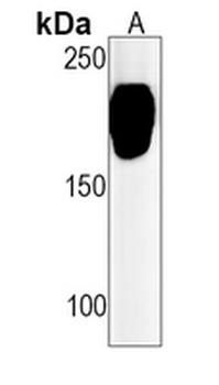 CD11a Rabbit Monoclonal Antibody