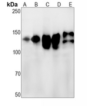 CD29 Rabbit Monoclonal Antibody