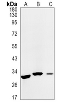 Caspase 3 Rabbit Monoclonal Antibody
