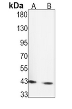 c-Jun Rabbit Monoclonal Antibody