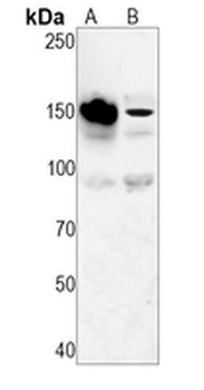 CD29 Rabbit Monoclonal Antibody