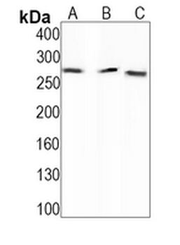 ACC alpha (Phospho-S79) Rabbit Monoclonal Antibody
