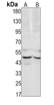 Caspase 9 Rabbit Monoclonal Antibody