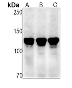 MCM2 (Phospho-S108) Rabbit Monoclonal Antibody