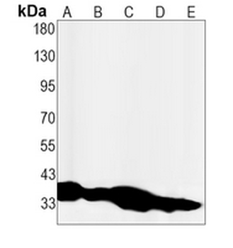 Cyclin H Rabbit Monoclonal Antibody