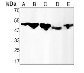 Alpha-1A Adrenergic Receptor Rabbit Monoclonal Antibody