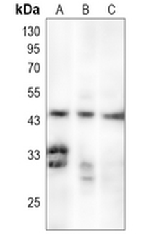 CD24 Rabbit Monoclonal Antibody