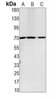 Lamin B1 Rabbit Monoclonal Antibody