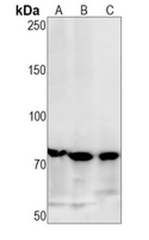 PAK4/5/6 (Phospho-S474/560/602) Rabbit Monoclonal Antibody