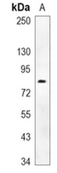 TAU (Phospho-S324) Rabbit Monoclonal Antibody