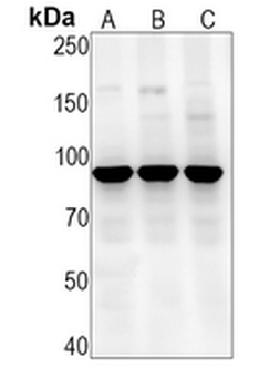 NRF2 (Phospho-S40) Rabbit Monoclonal Antibody