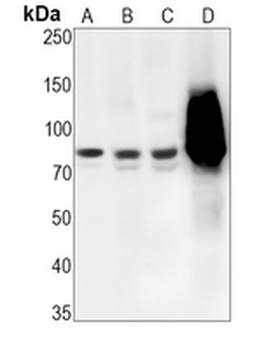 STAT3 (Phospho-Y705) Rabbit Monoclonal Antibody