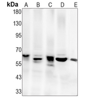 CDC6 (Phospho-S54) Rabbit Monoclonal Antibody