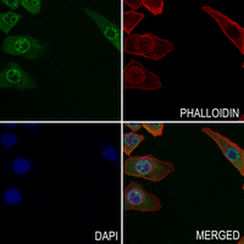 CDC6 (Phospho-S54) Rabbit Monoclonal Antibody